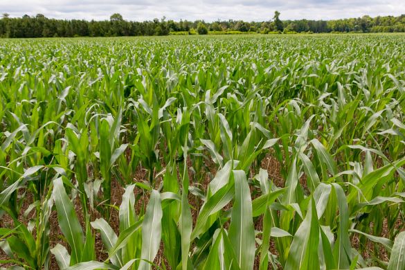Cover crops