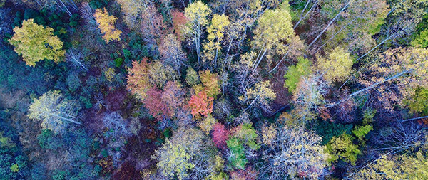 Treetop view of Bull Run Mountains