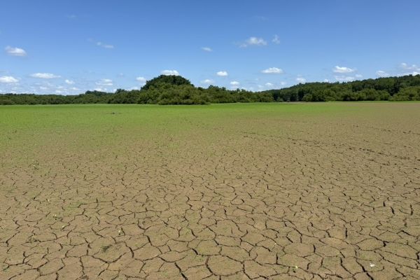 Dried up body of water where bed of green grass is growing, with larger plants scattered throughout, with trees in the distance under a blue sky with clouds.