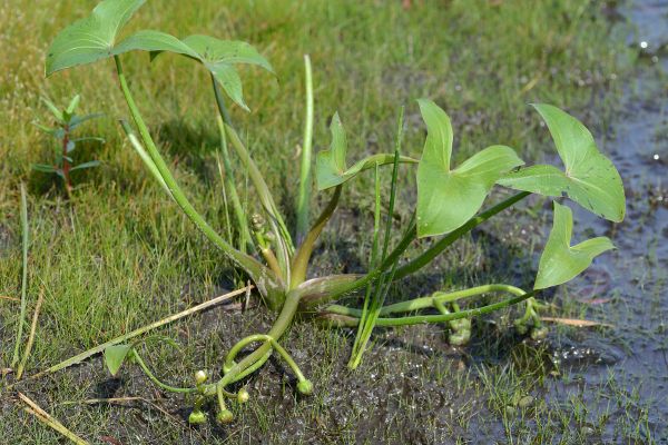 Close-up of green plant surrounded by grasses on wet ground with arrow-shaped leaves.