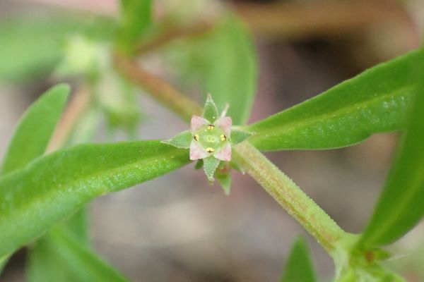 Close-up of tiny flower with four pink petals and narrow green leaves.