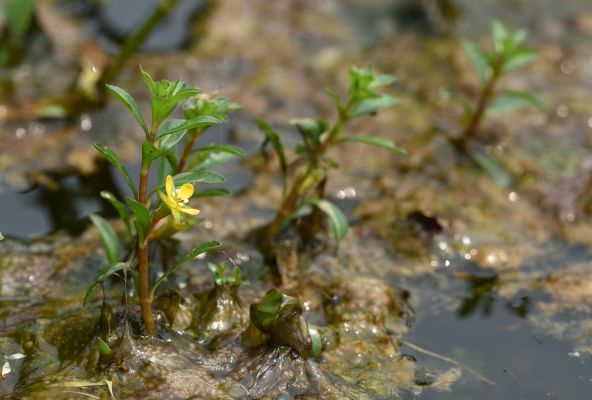 Side view of several stems emerging from water, one with a yellow flower.
