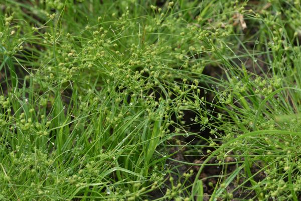 Closed-up of wispy narrow green leaves with tiny green flowerheads.
