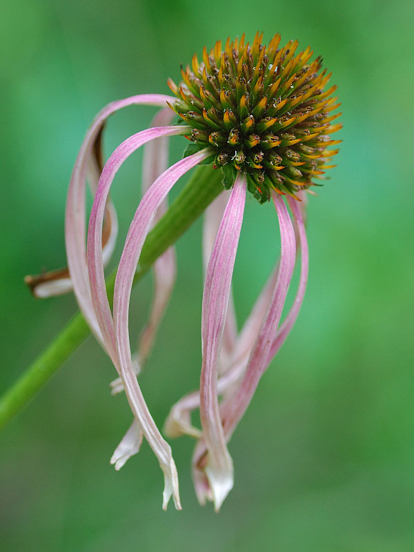 Closeup of flower with long droopy pinkish lavender petals.