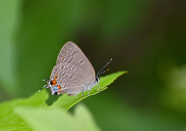 King's hairstreak