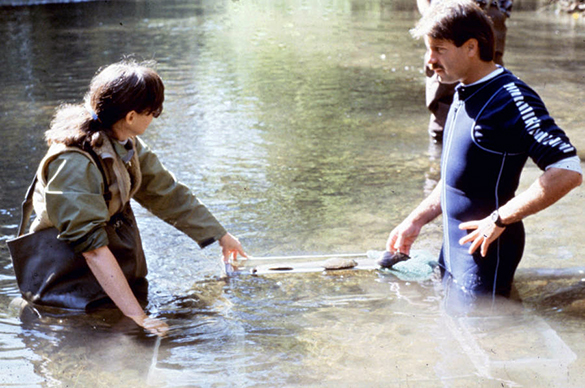 Looking for mussels in the clinch river
