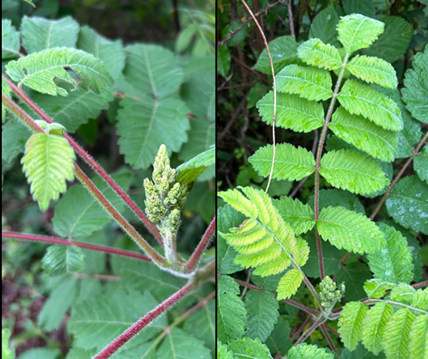 Michaux's sumac
