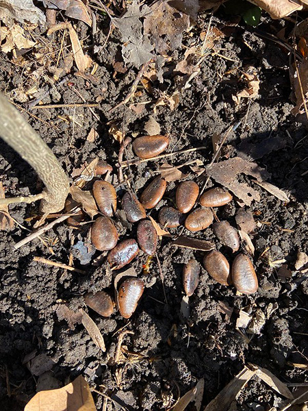 pawpaw seeds
