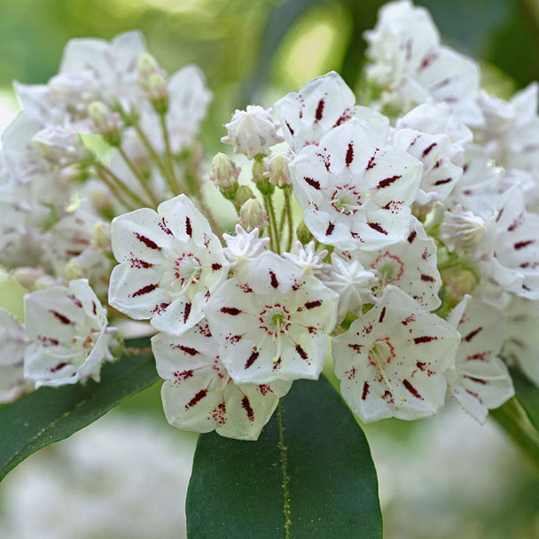 native plants