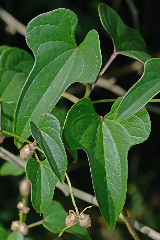 photo cinnamon vine