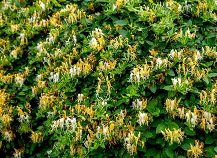 photo japanese honeysuckle