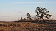 The Marsh