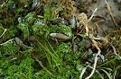 Mussels