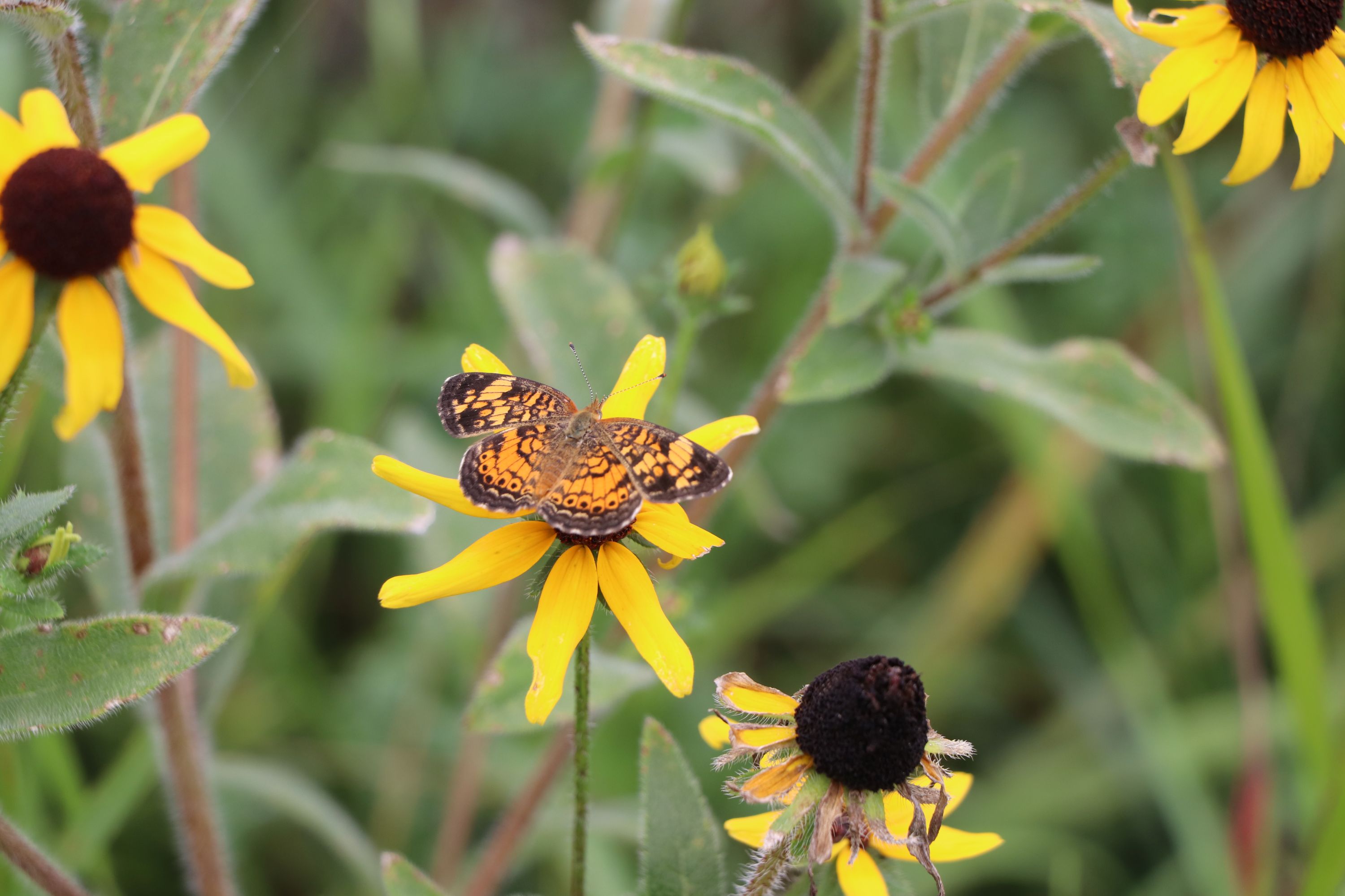 photo of pearl crescent butterfly on black-eyed susan