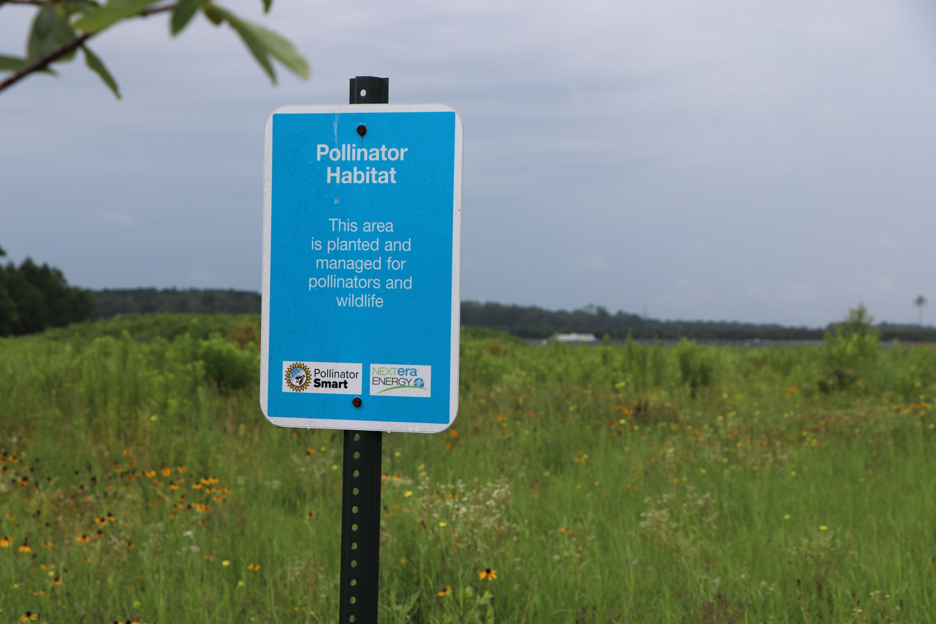 photo of Chesapeake Solar habitat sign