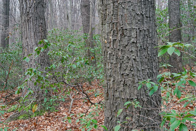 photo of dry mesic calcareous forest