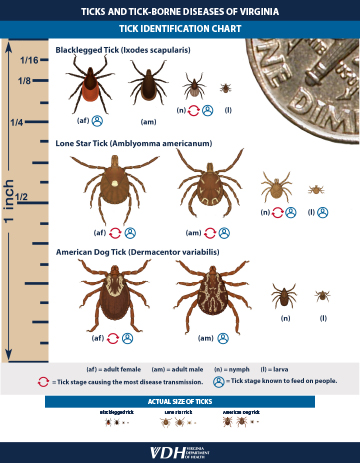 Ticks in Virginia