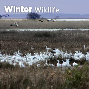 Winter wildlife
