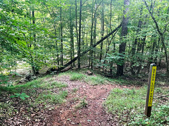 Byrds Loop Trail at the future Mayo River State Park