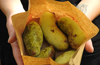 Pawpaws