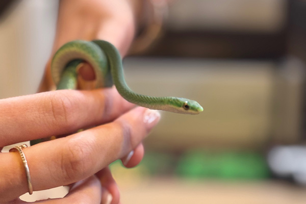 snake