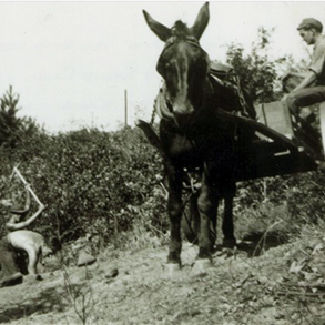 Construction using a mule